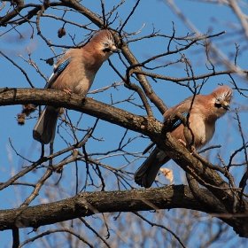 Сойка - Garrulus glandarius.