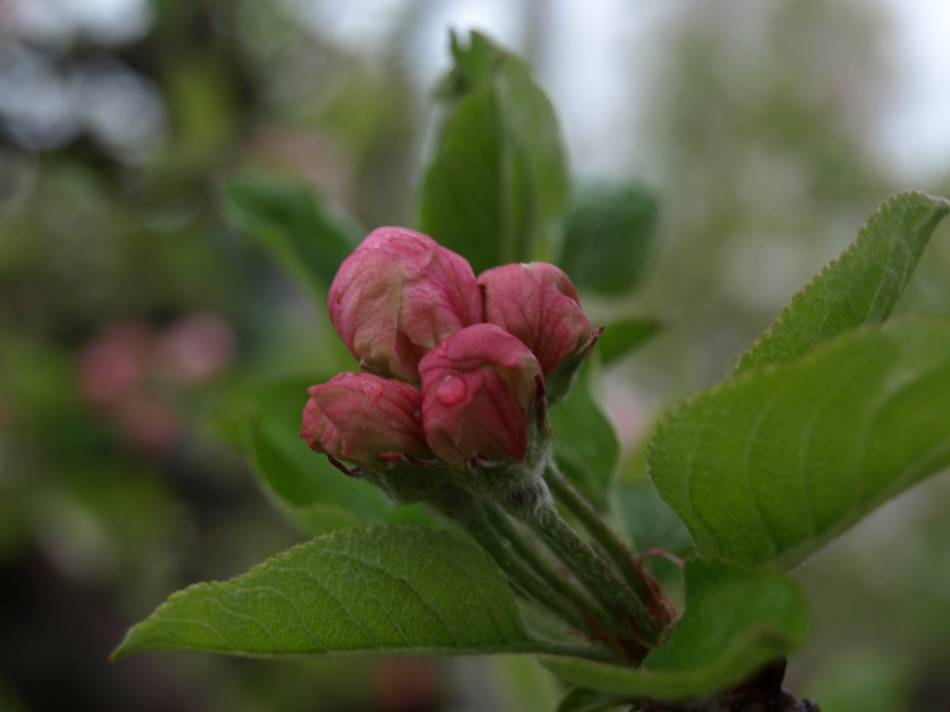 PETAL_1