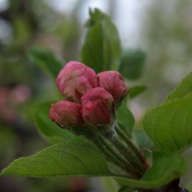 PETAL_1