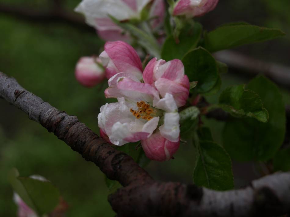 PETAL_2