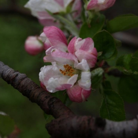 PETAL_2