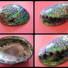 PAUA SHELL