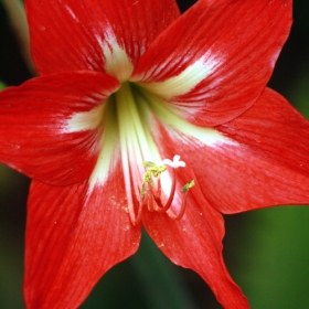 easter lilly