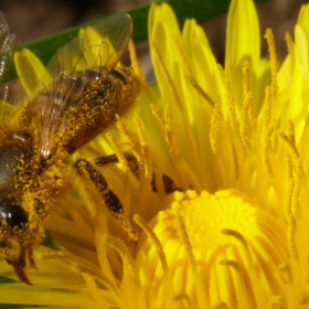 bee