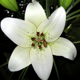 Lilium