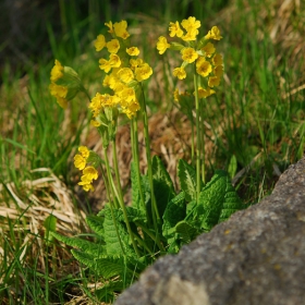 Primula veris