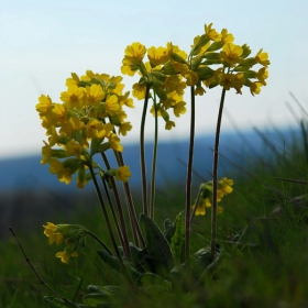 Primula veris