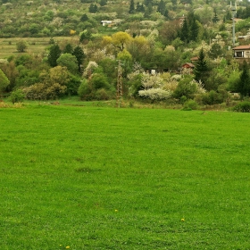 На зелената морава в дъжда