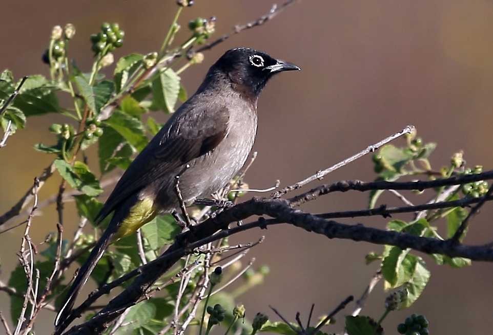 Очилат бюлбюл  (Pycnonotus xanthopygos)