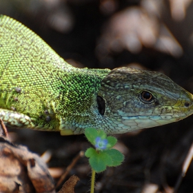 Зелен гущер - Lacerta viridis.