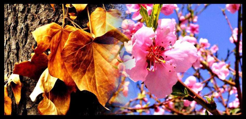 Fusion of nature
