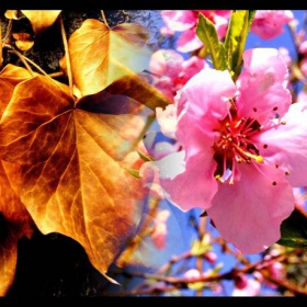 Fusion of nature
