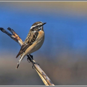 Ръждивогушо ливадарче (Saxicola rubetra)