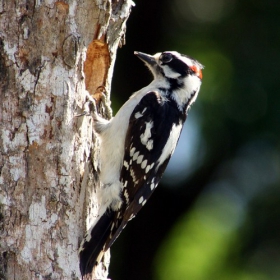 woodpecker