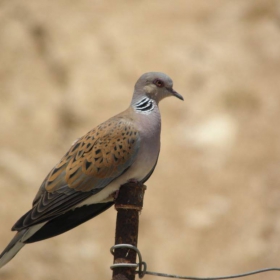 TURTLE DOVE  - Spring's message