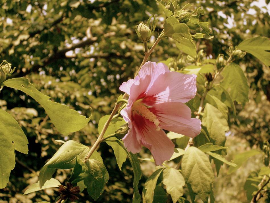 spring flower
