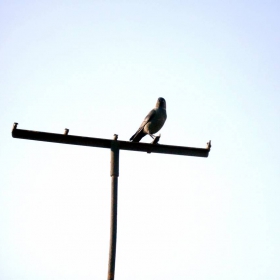 raven