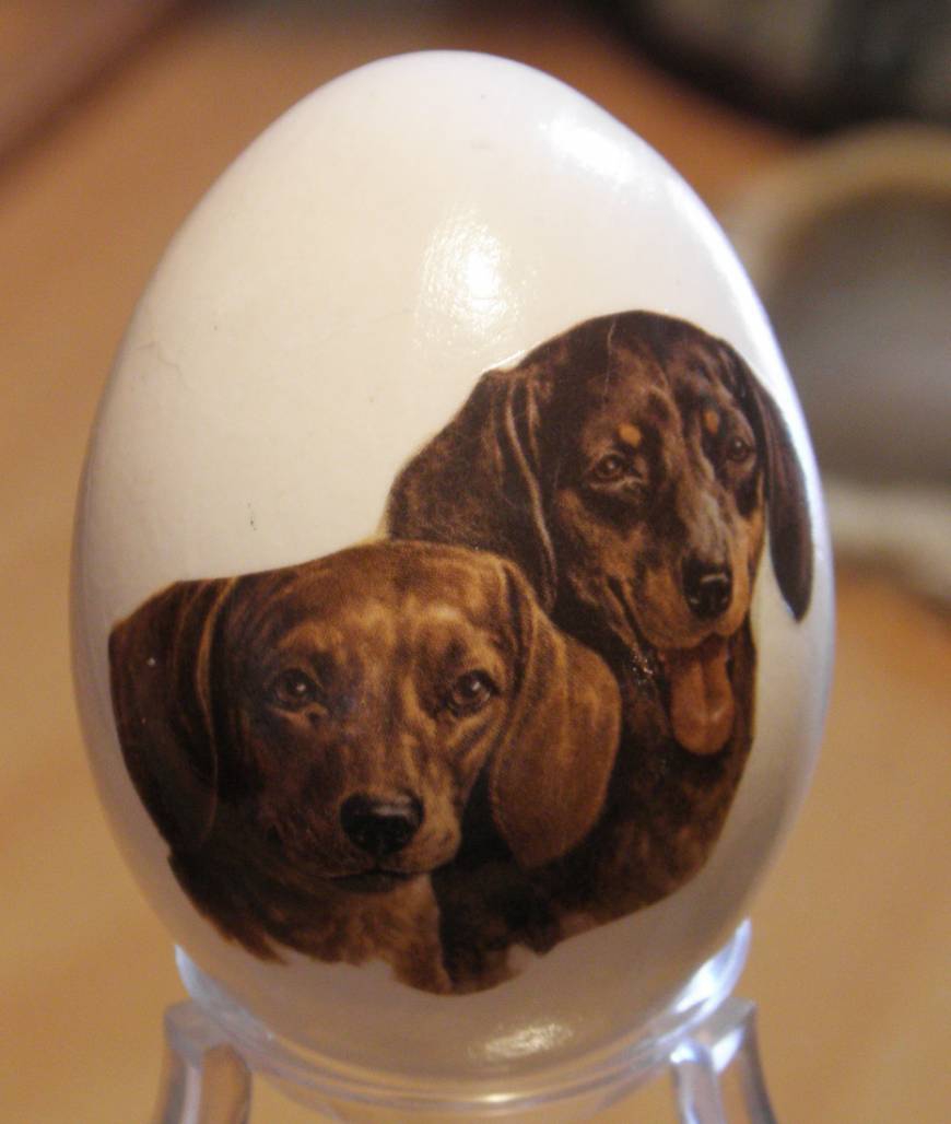 a barking egg