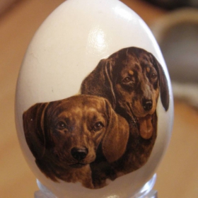 a barking egg