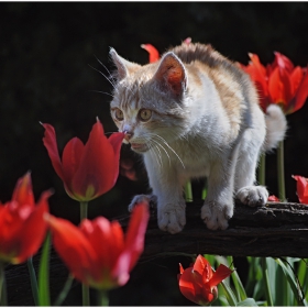 Котешко пролетно настроение