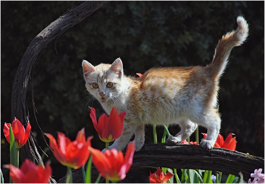 Котешко пролетно настроение 2