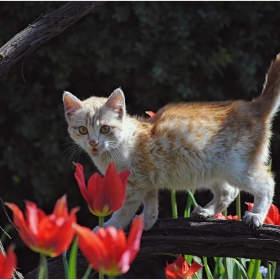 Котешко пролетно настроение 2