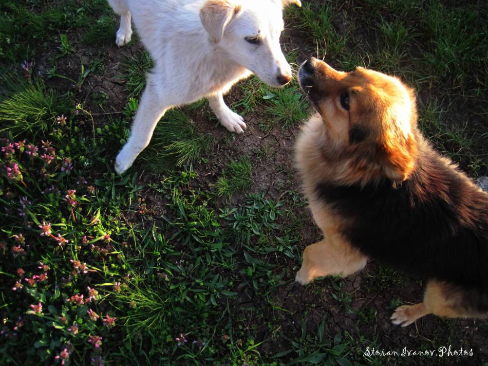 Dogs