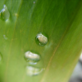 one, two, three drops. looks so peaceful :)