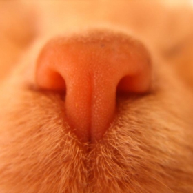 cat nose