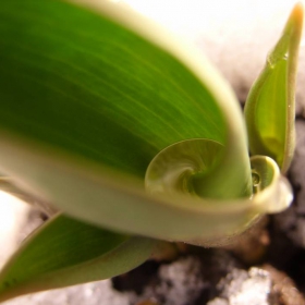  water in the plant