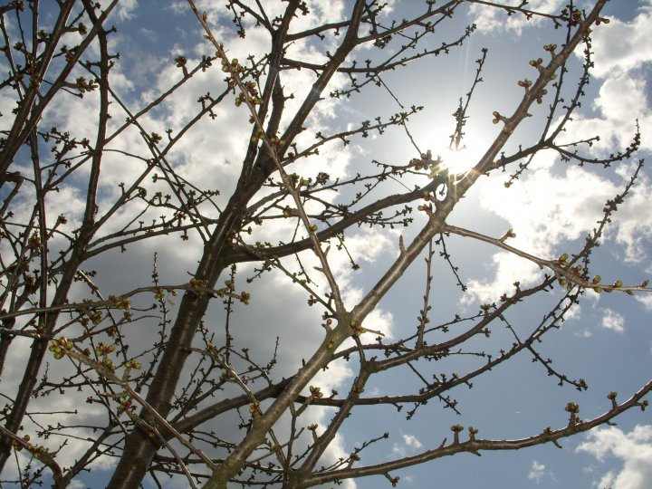 Spring Sun