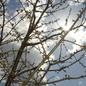 Spring Sun