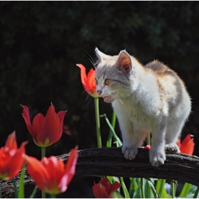 Котешко пролетно настроение 3