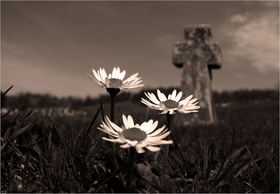  Животът е избор  ( The life is a choice )