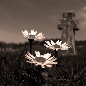  Животът е избор  ( The life is a choice )
