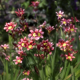 Пролетна свежест, El frescor de la primavera