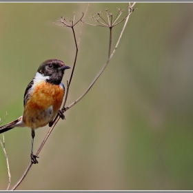 Черногушо ливадарче (Saxicola torquata)