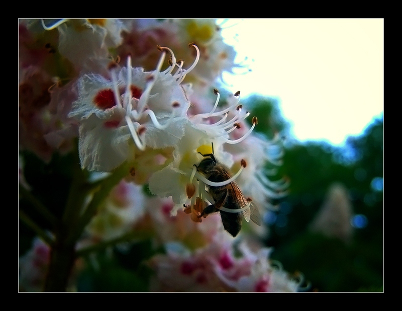 bee