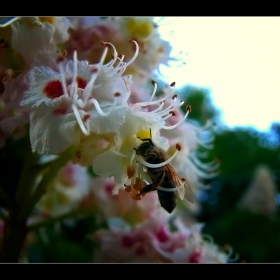 bee