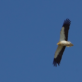 Египетският лешояд (Neophron percnopterus)