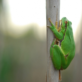  Hyla arborea