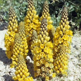 DESERT HYACINTH ( Cistanche tubulosa) - a parasite plant. Very unusual to find so many together. Near the DEAD SEA.