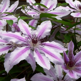 Clematis