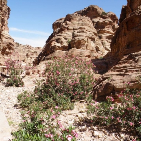 PETRA_JORDAN