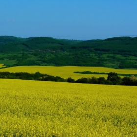 Крайпътно рапично