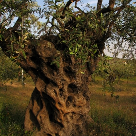 Olive tree, Greece