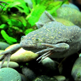 Xenopus laevis