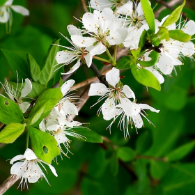 Blossoms