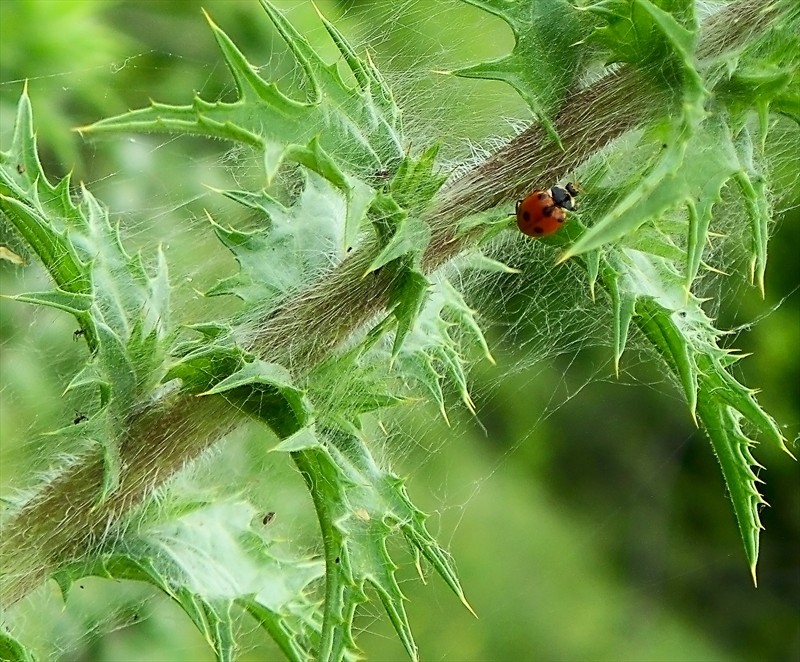 I`m a spider