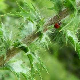 I`m a spider